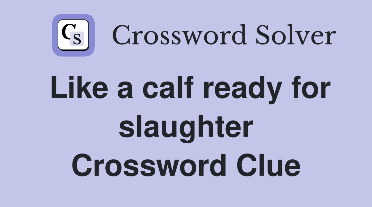 Like a calf ready for slaughter Crossword Clue
