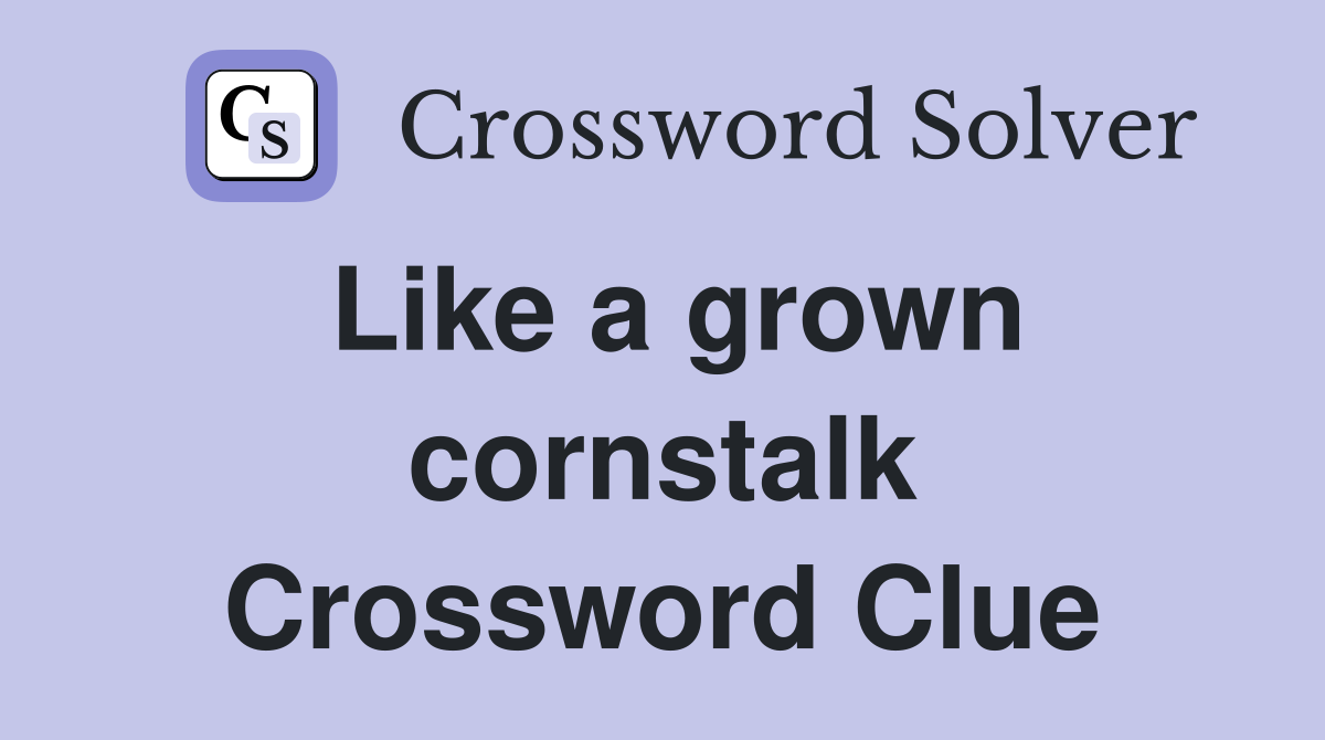 Like a grown cornstalk Crossword Clue