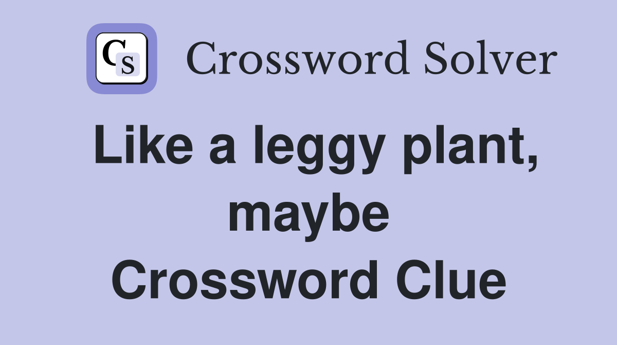 Like a leggy plant, maybe Crossword Clue