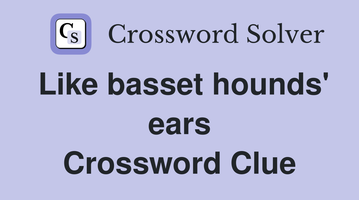 Like basset hounds' ears Crossword Clue