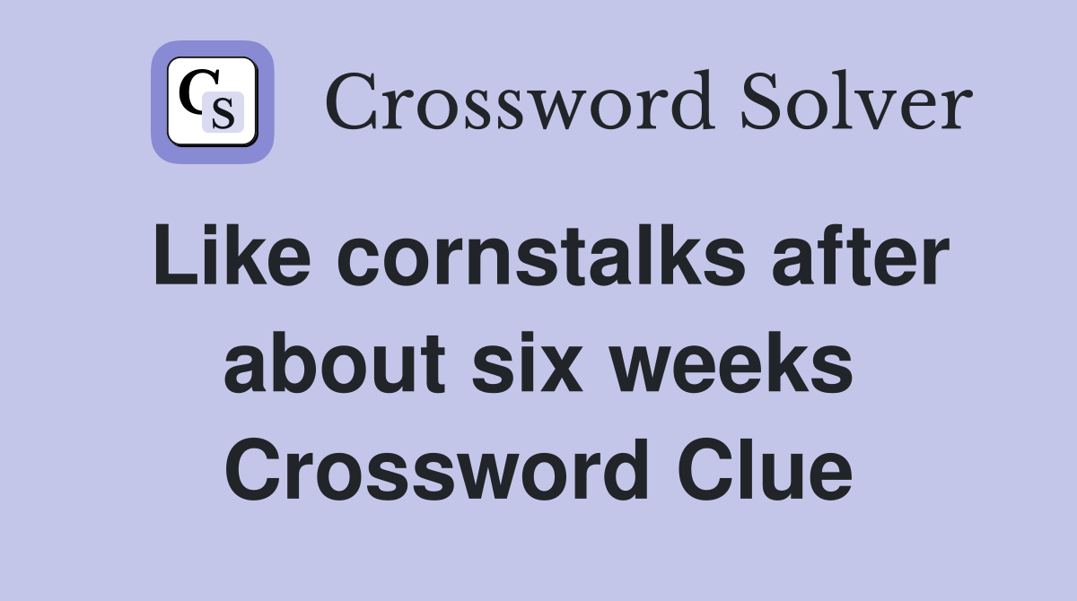 Like cornstalks after about six weeks Crossword Clue