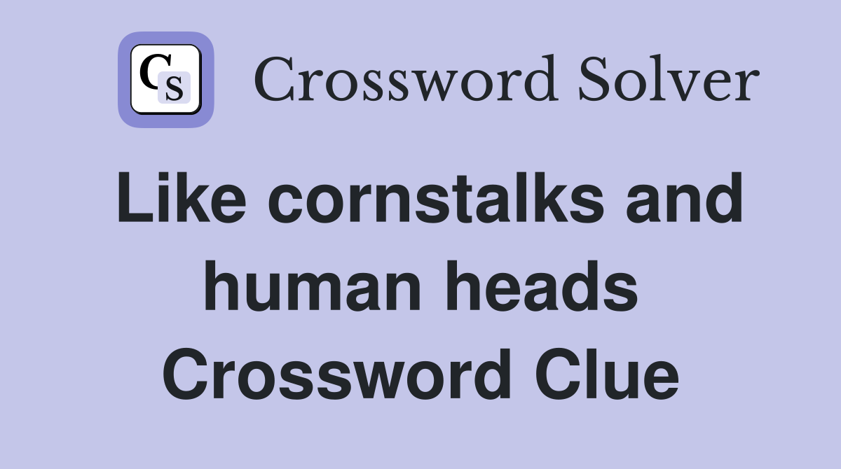 Like cornstalks and human heads Crossword Clue