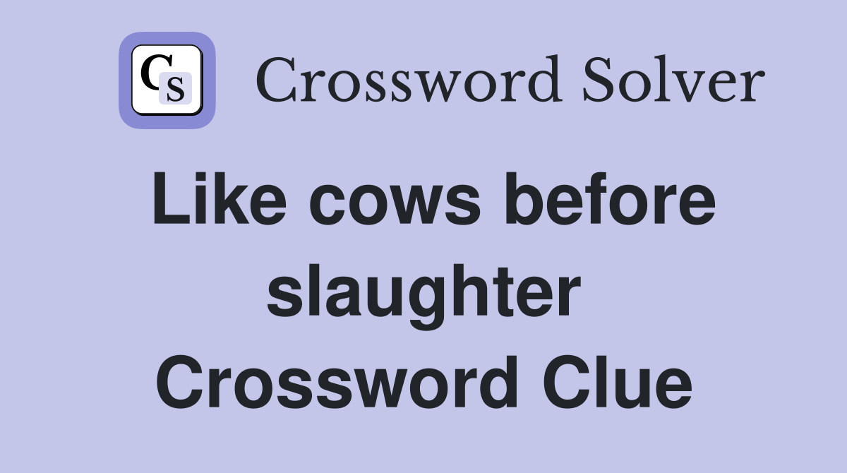 Like cows before slaughter Crossword Clue