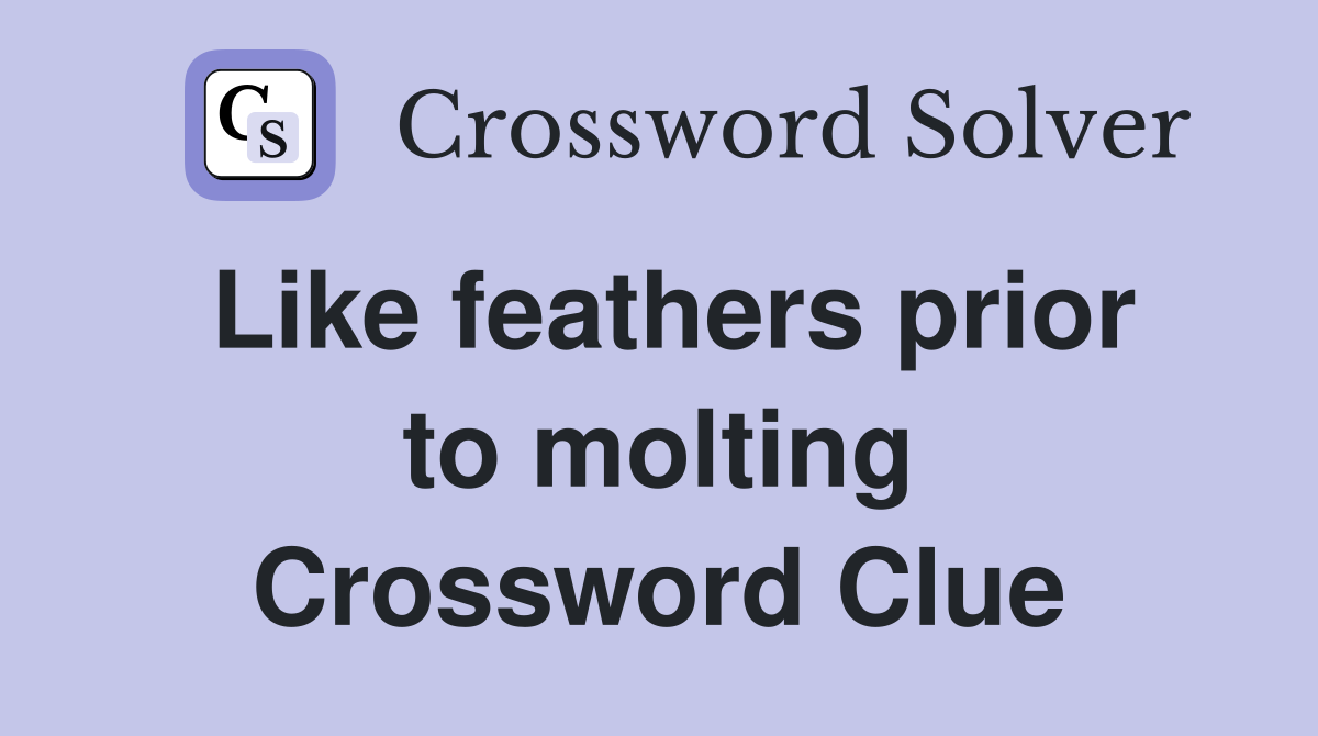 Like feathers prior to molting Crossword Clue