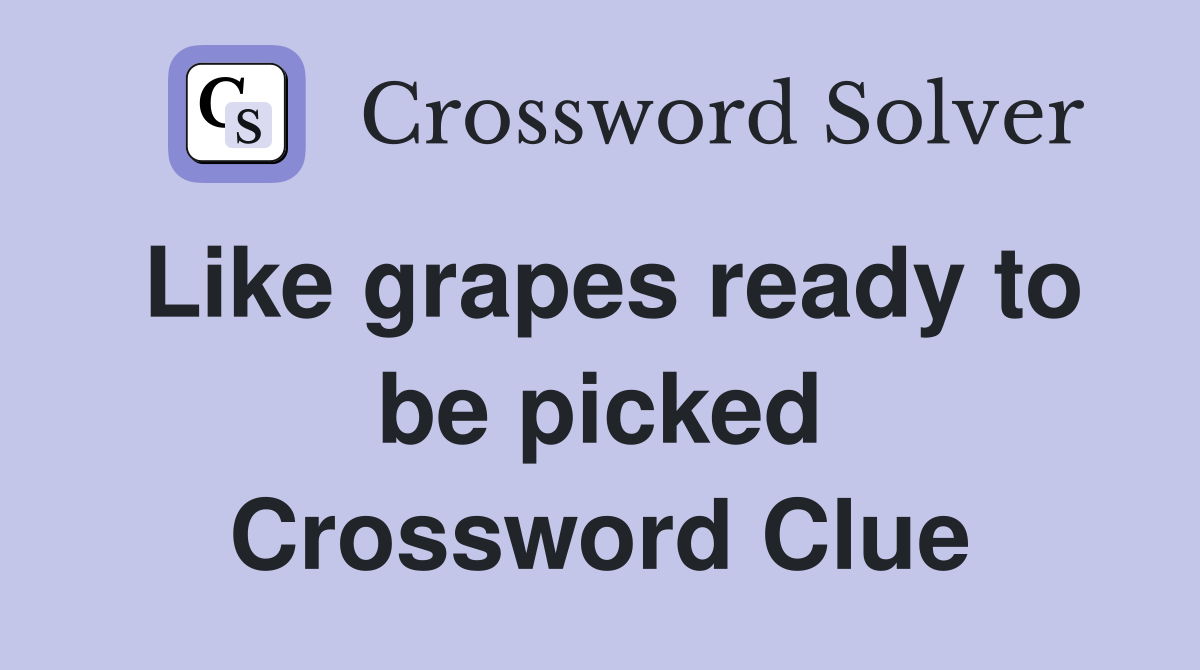 Like grapes ready to be picked Crossword Clue