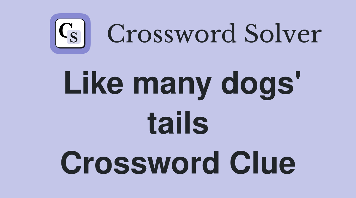 Like many dogs' tails Crossword Clue