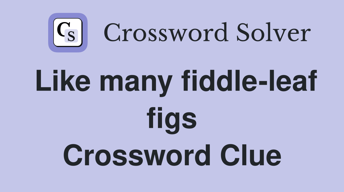 Like many fiddle-leaf figs Crossword Clue