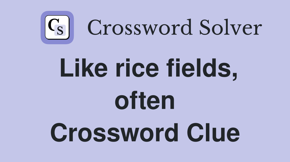 Like rice fields, often Crossword Clue