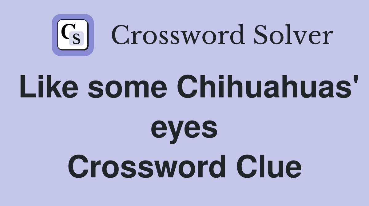 Like some Chihuahuas' eyes Crossword Clue