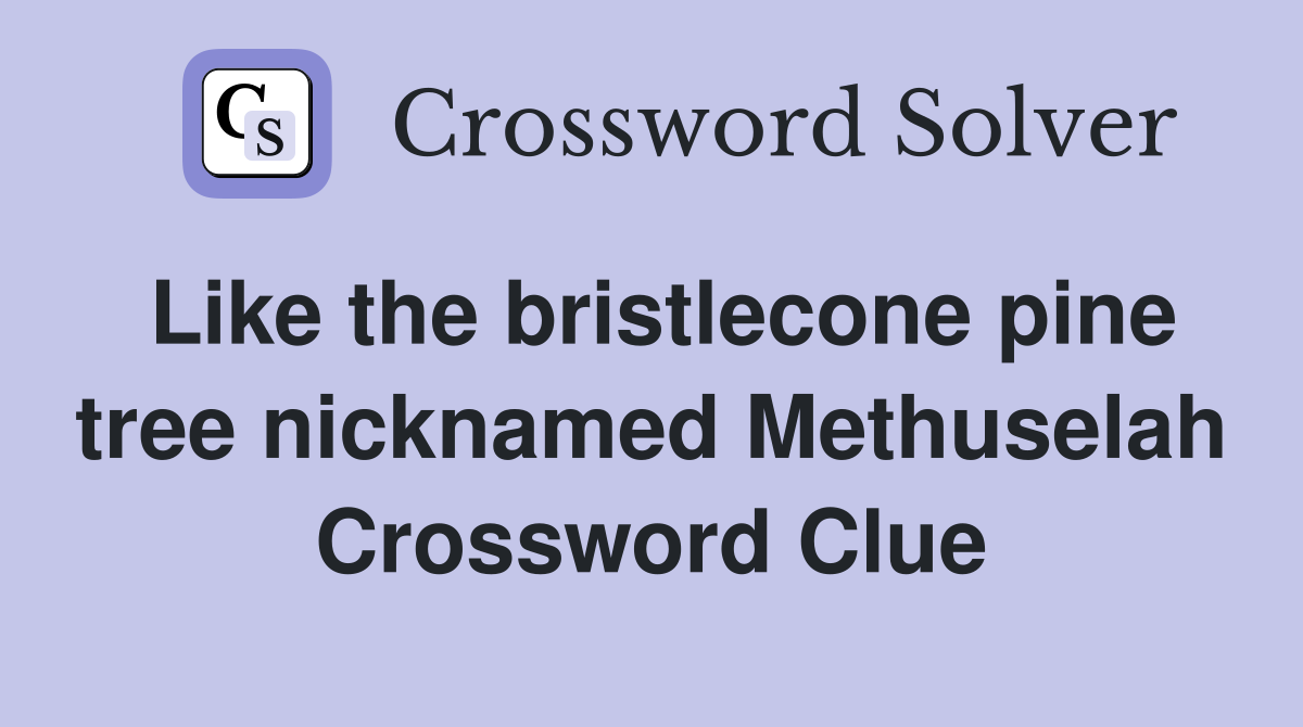Like the bristlecone pine tree nicknamed Methuselah Crossword Clue