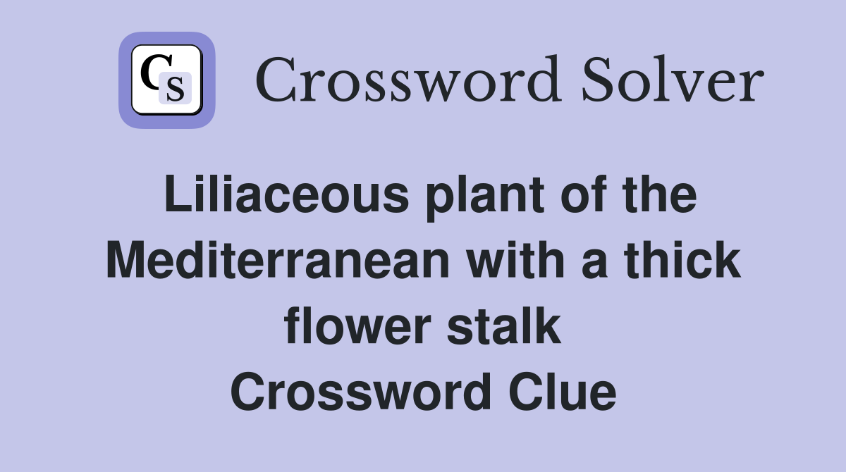 Liliaceous plant of the Mediterranean with a thick flower stalk Crossword Clue