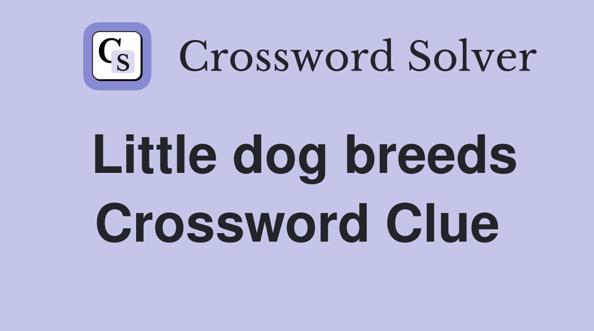 Little dog breeds Crossword Clue