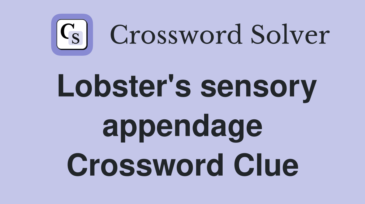 Lobster's sensory appendage Crossword Clue