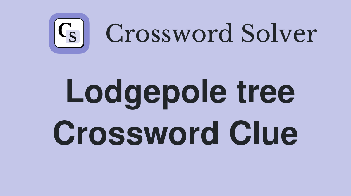 Lodgepole tree Crossword Clue