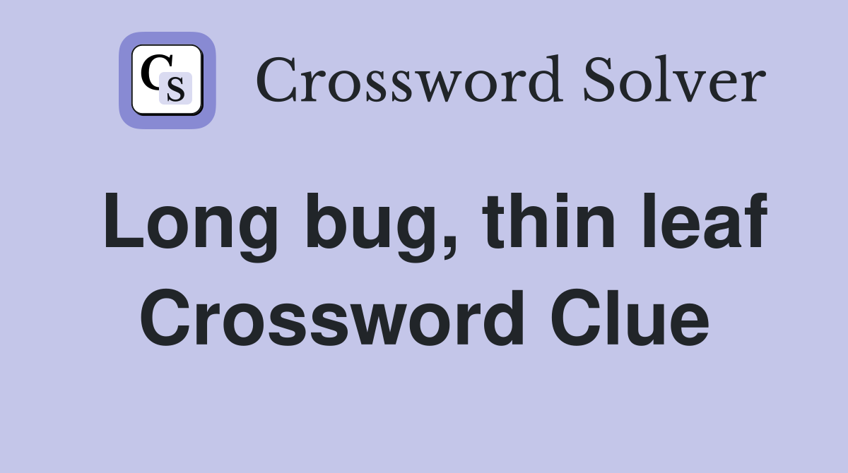Long bug, thin leaf Crossword Clue