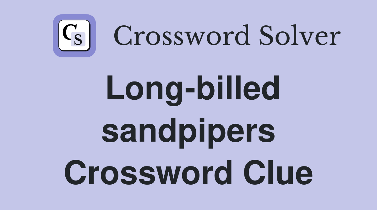 Long-billed sandpipers Crossword Clue