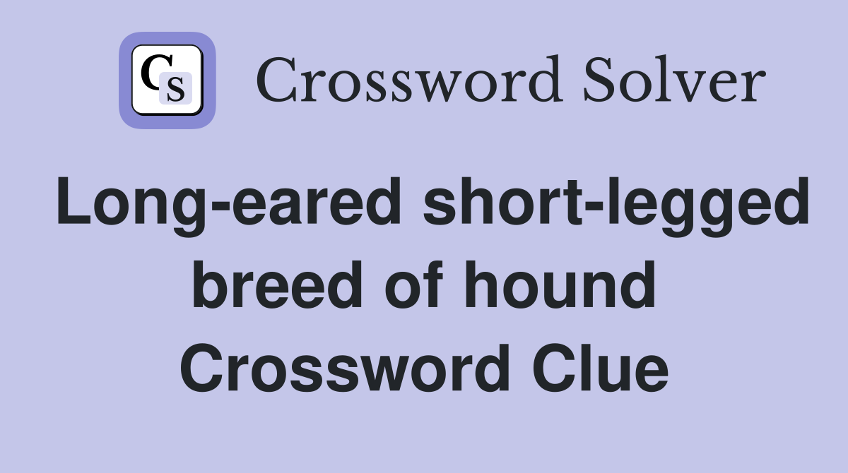 Long-eared short-legged breed of hound Crossword Clue
