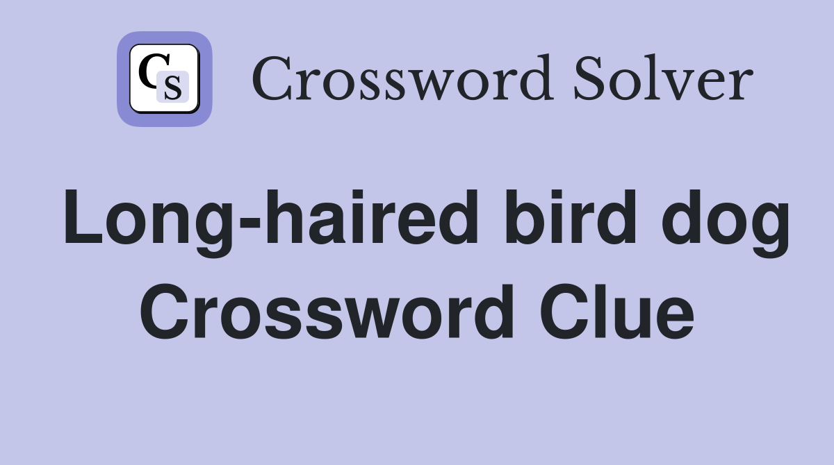 Long-haired bird dog Crossword Clue