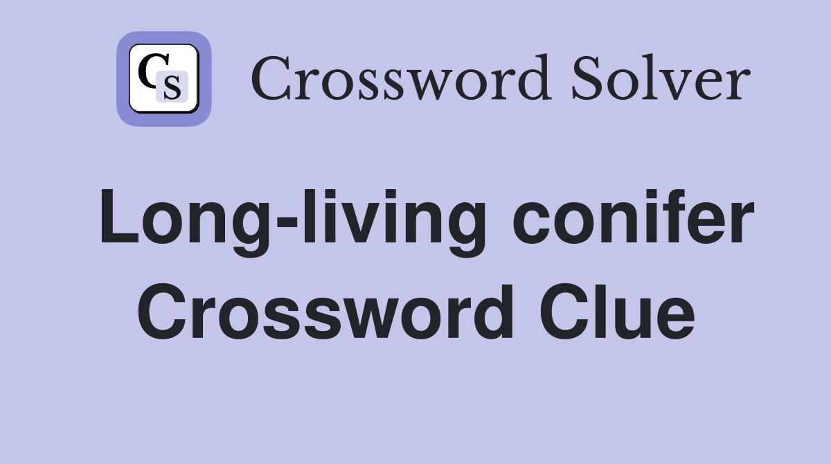 Long-living conifer Crossword Clue