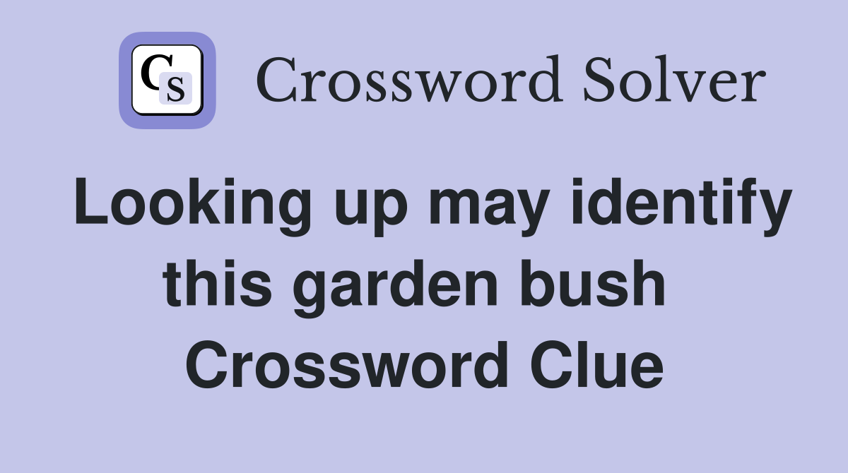 Looking up may identify this garden bush  Crossword Clue