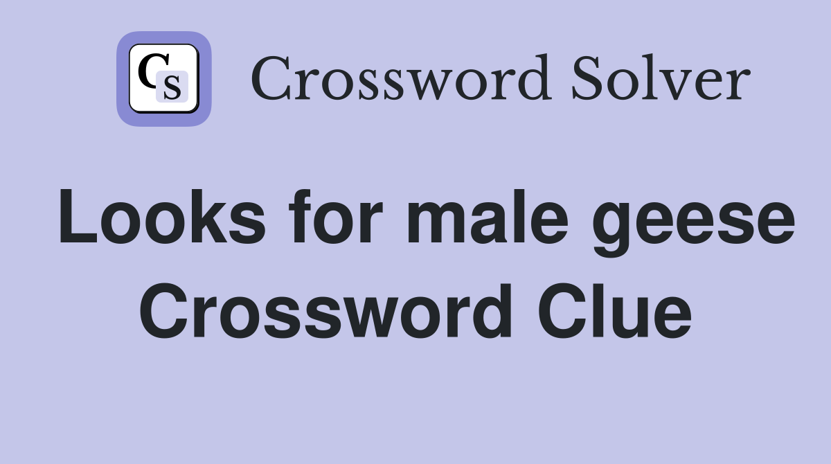 Looks for male geese Crossword Clue