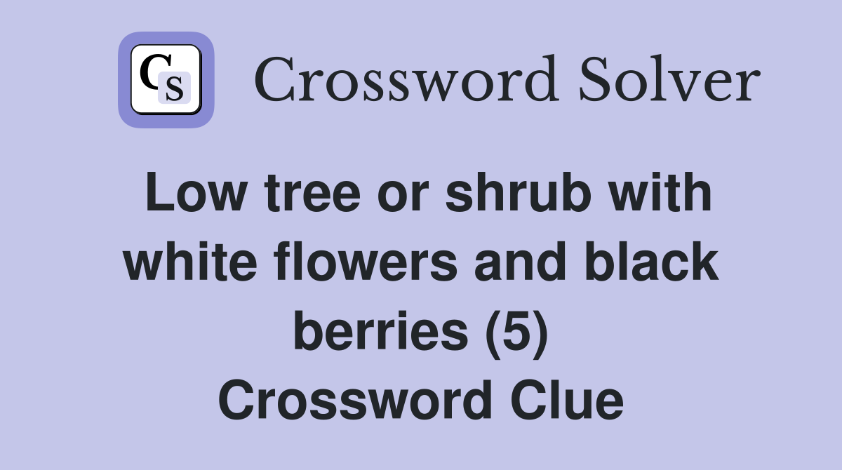 Low tree or shrub with white flowers and black berries (5) Crossword Clue