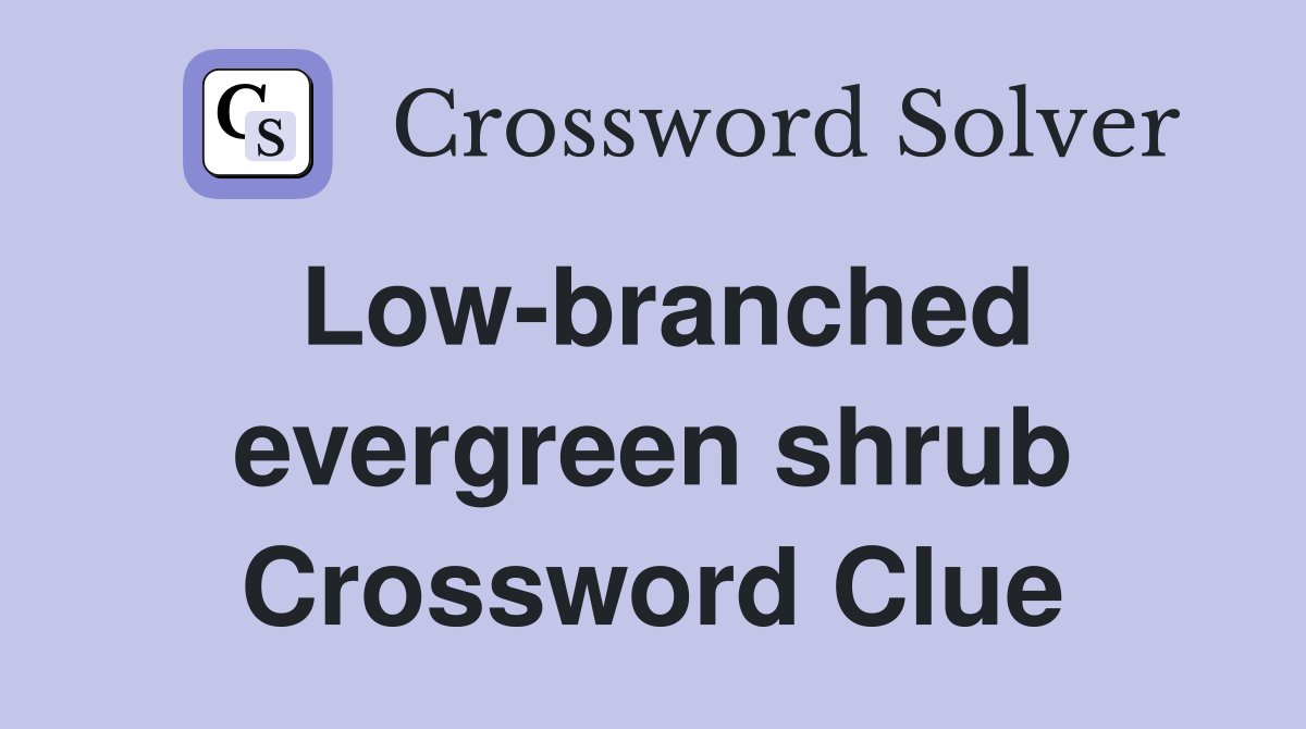 Low-branched evergreen shrub Crossword Clue