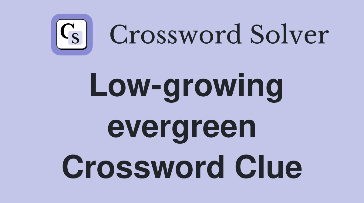 Low-growing evergreen Crossword Clue