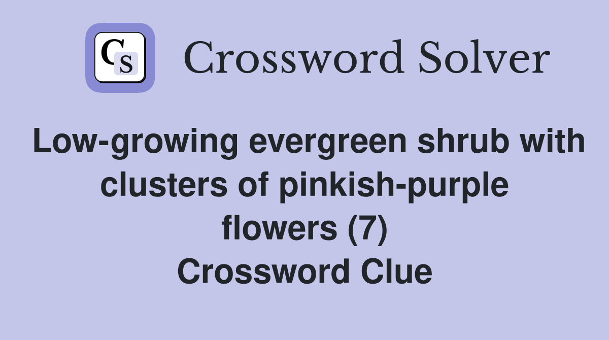 Low-growing evergreen shrub with clusters of pinkish-purple flowers (7) Crossword Clue