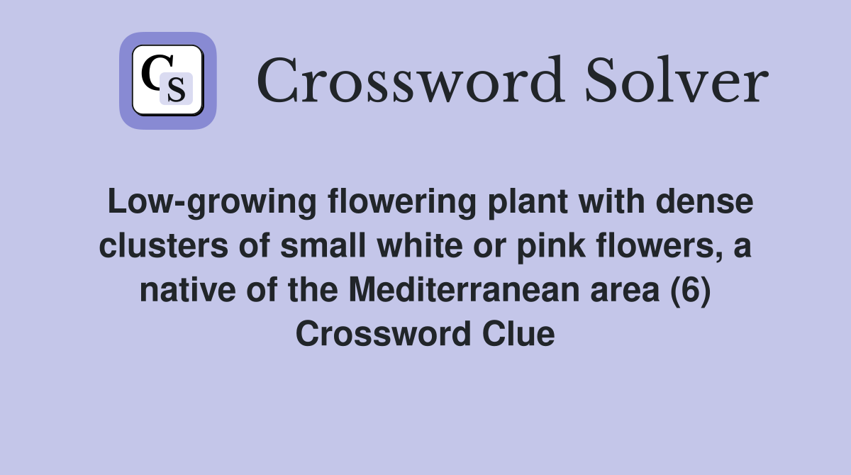 Low-growing flowering plant with dense clusters of small white or pink flowers, a native of the Mediterranean area (6) Crossword Clue