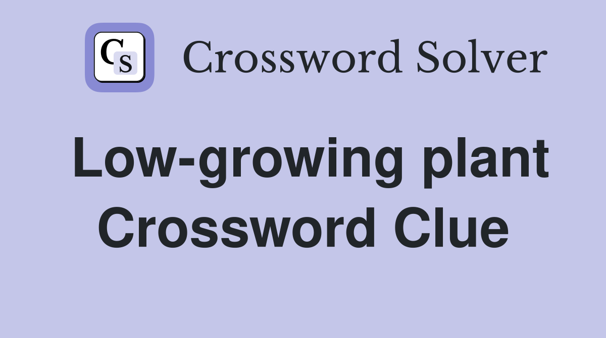 Low-growing plant Crossword Clue