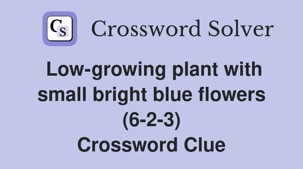 Low-growing plant with small bright blue flowers (6-2-3) Crossword Clue