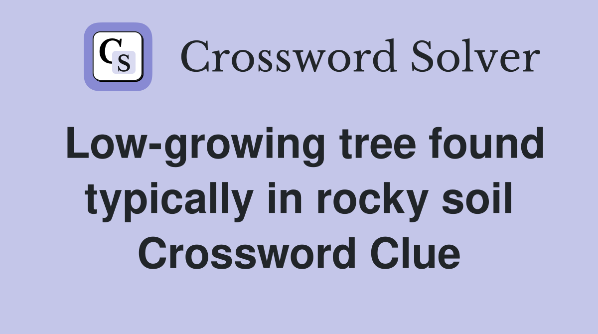 Low-growing tree found typically in rocky soil Crossword Clue