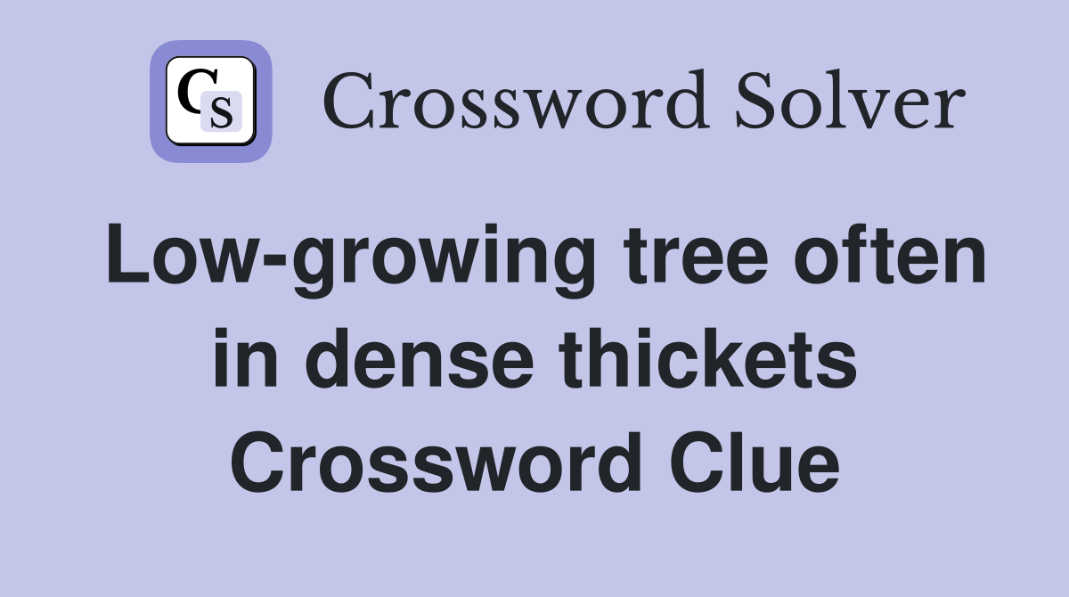 Low-growing tree often in dense thickets Crossword Clue