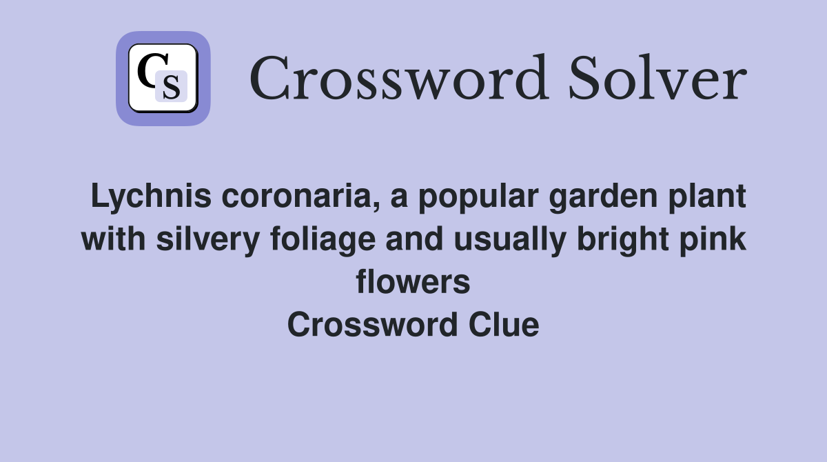 Lychnis coronaria, a popular garden plant with silvery foliage and usually bright pink flowers Crossword Clue