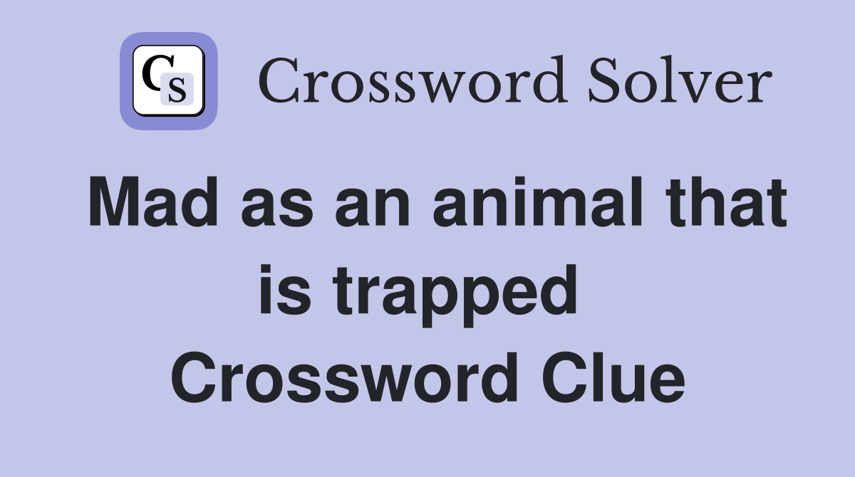 Mad as an animal that is trapped  Crossword Clue