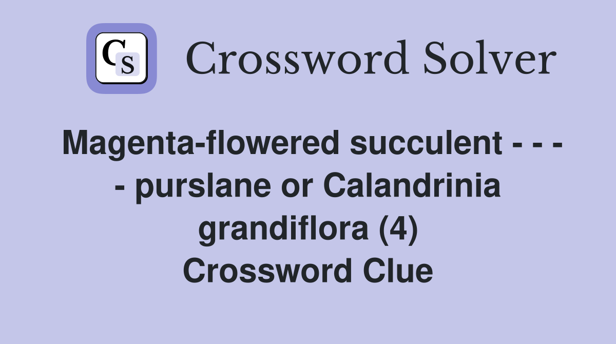 Magenta-flowered succulent - - - - purslane or Calandrinia grandiflora (4) Crossword Clue