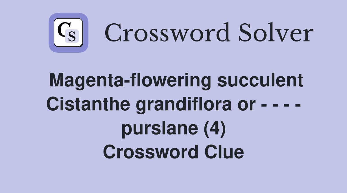 Magenta-flowering succulent Cistanthe grandiflora or - - - - purslane (4) Crossword Clue