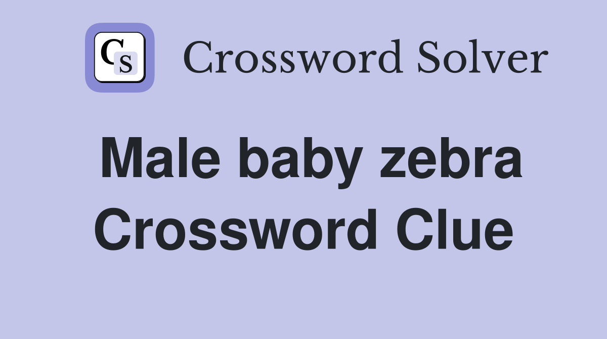 Male baby zebra Crossword Clue