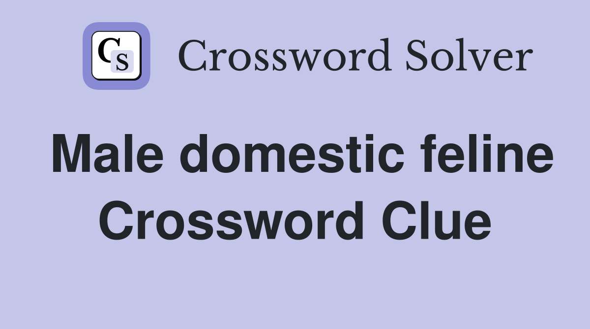 Male domestic feline Crossword Clue