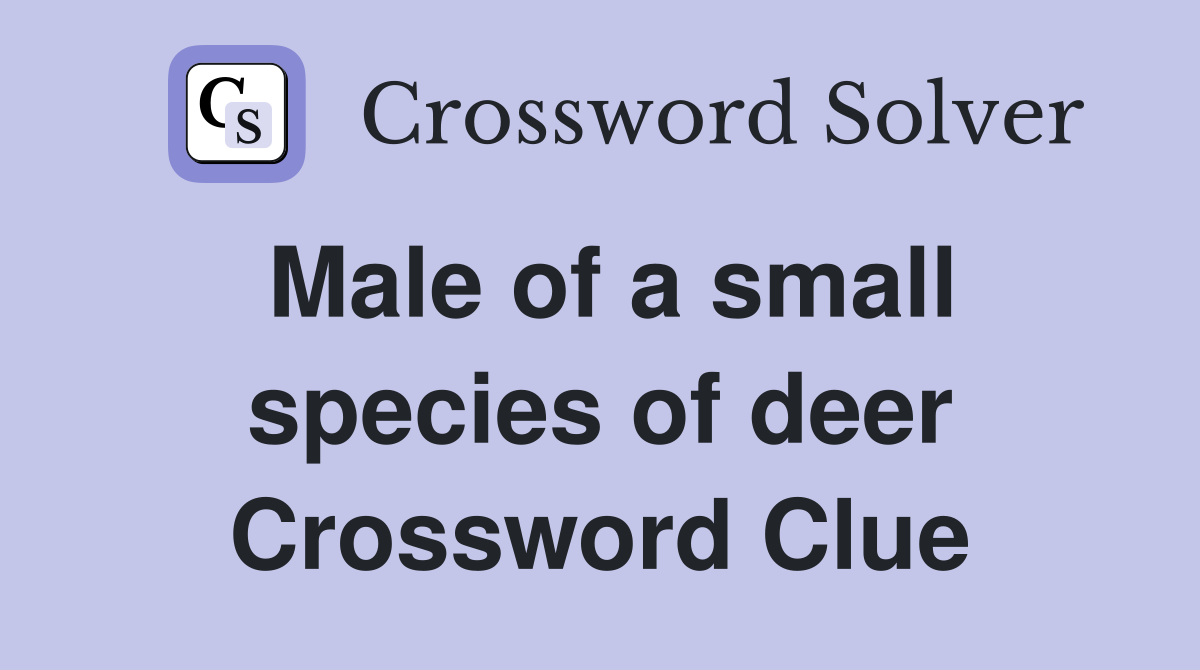 Male of a small species of deer Crossword Clue
