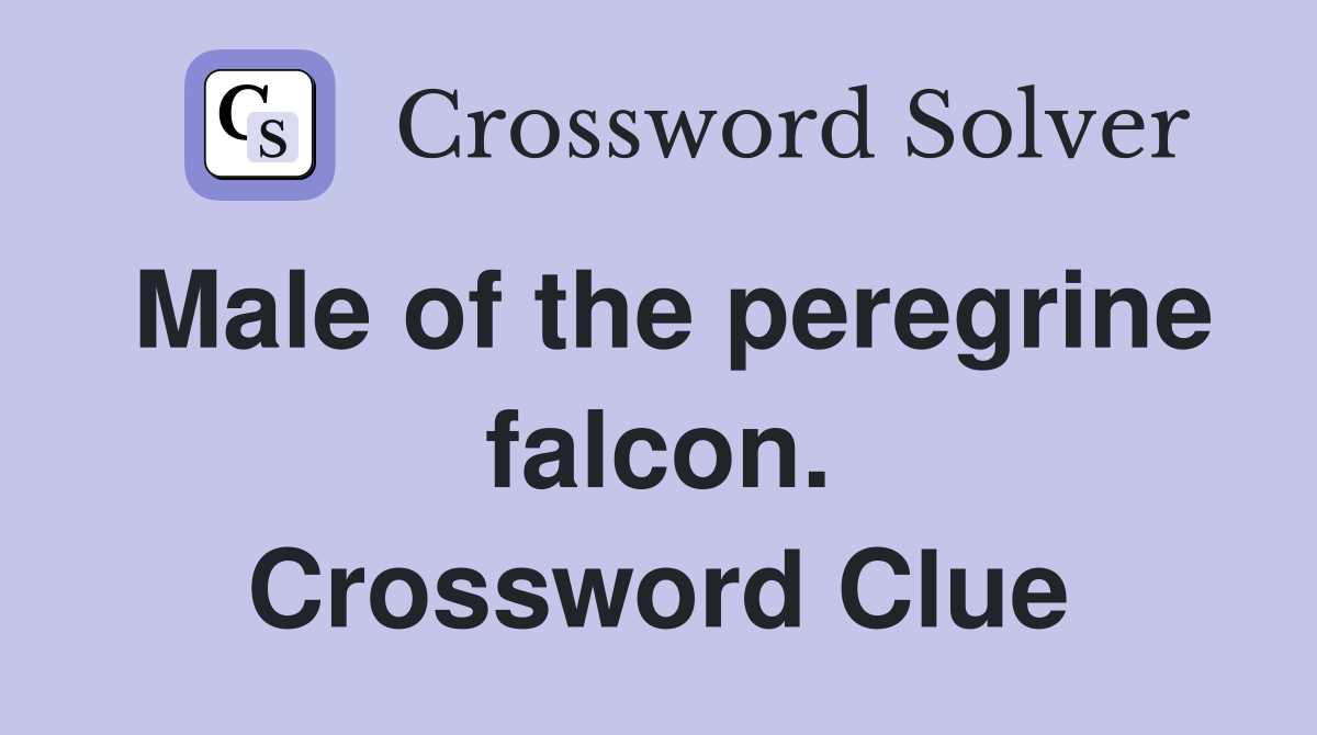 Male of the peregrine falcon. Crossword Clue