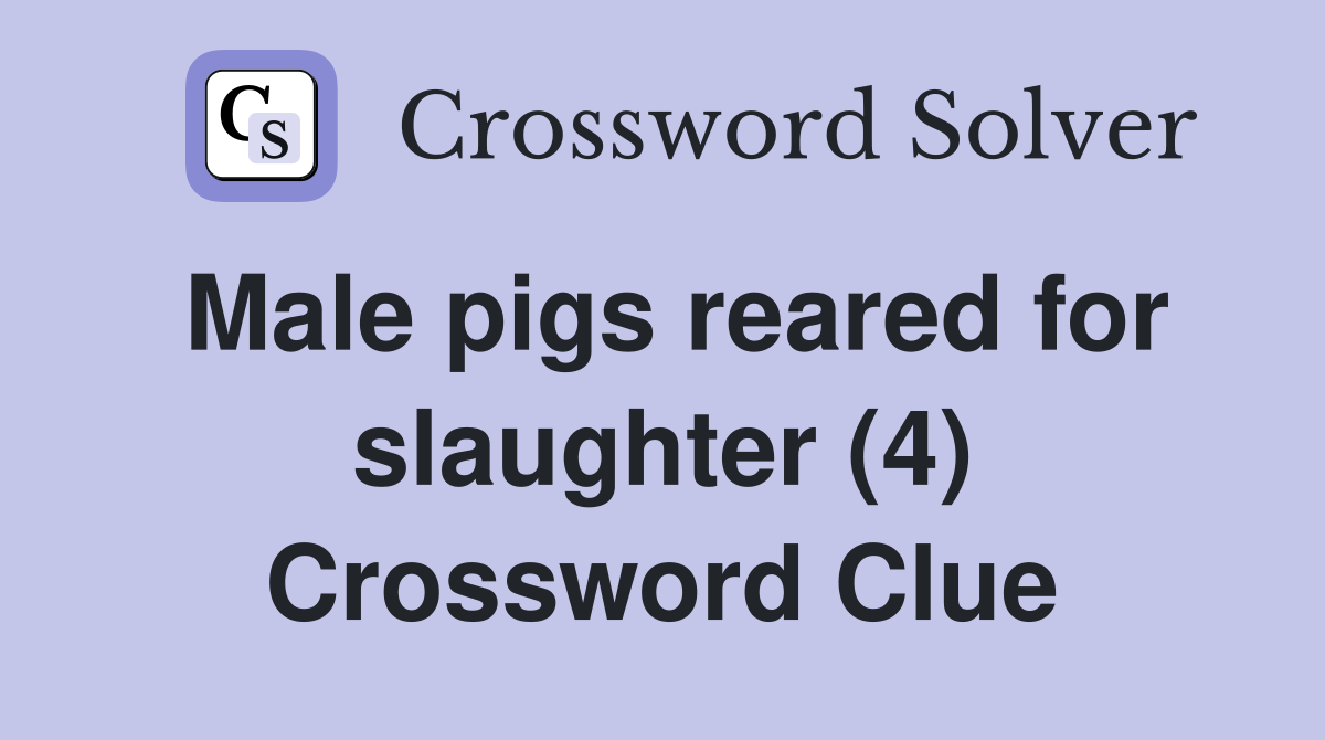 Male pigs reared for slaughter (4) Crossword Clue