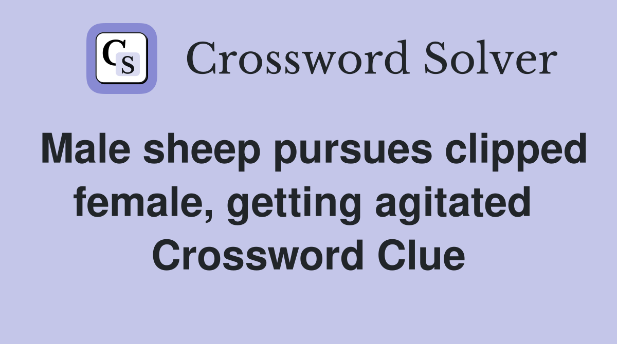 Male sheep pursues clipped female, getting agitated  Crossword Clue
