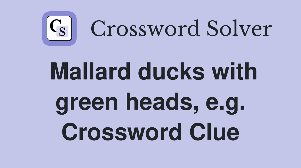 Mallard ducks with green heads, e.g. Crossword Clue