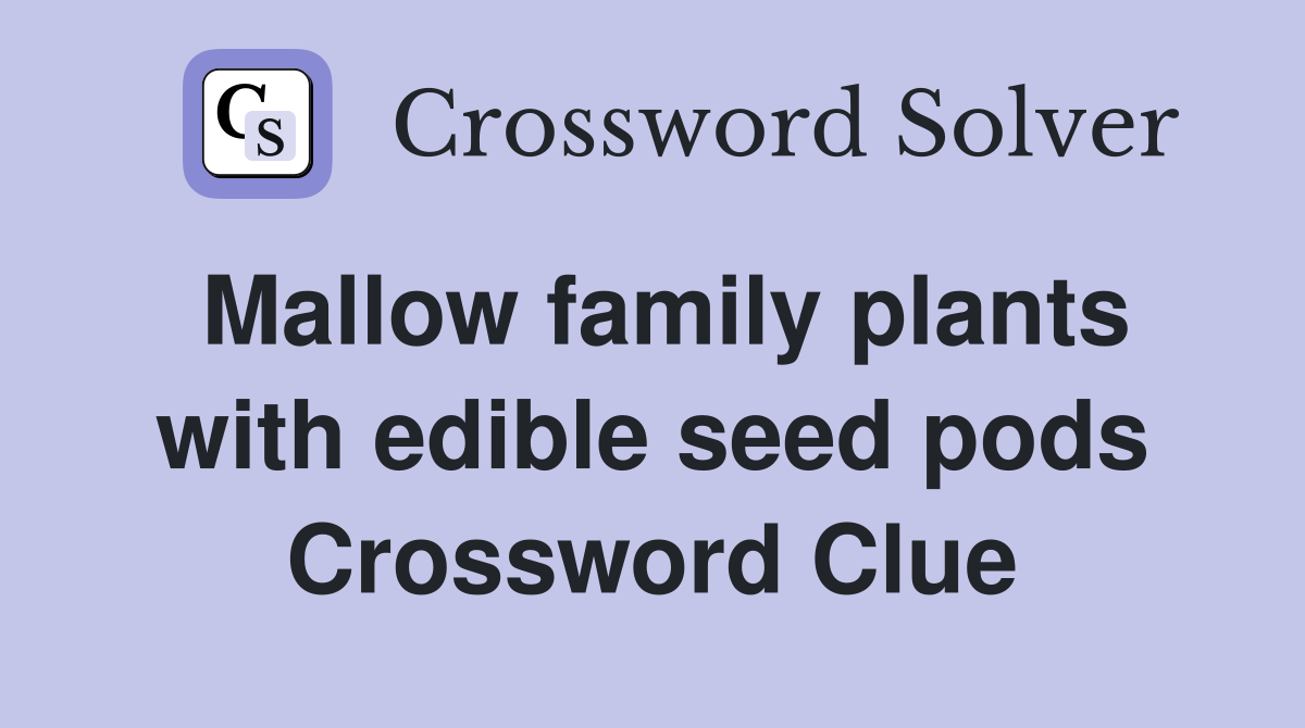 Mallow family plants with edible seed pods Crossword Clue