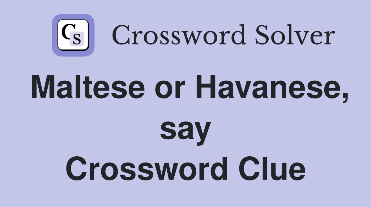 Maltese or Havanese, say Crossword Clue