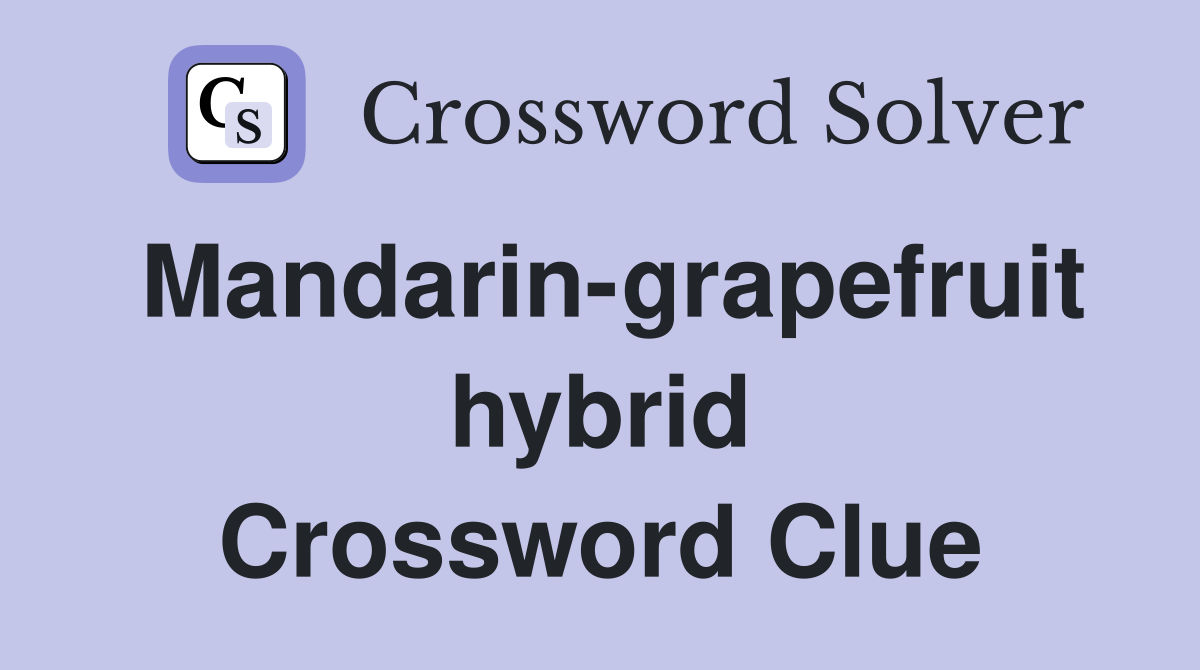 Mandarin-grapefruit hybrid Crossword Clue