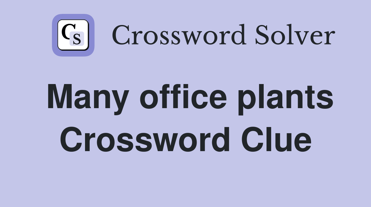 Many office plants Crossword Clue