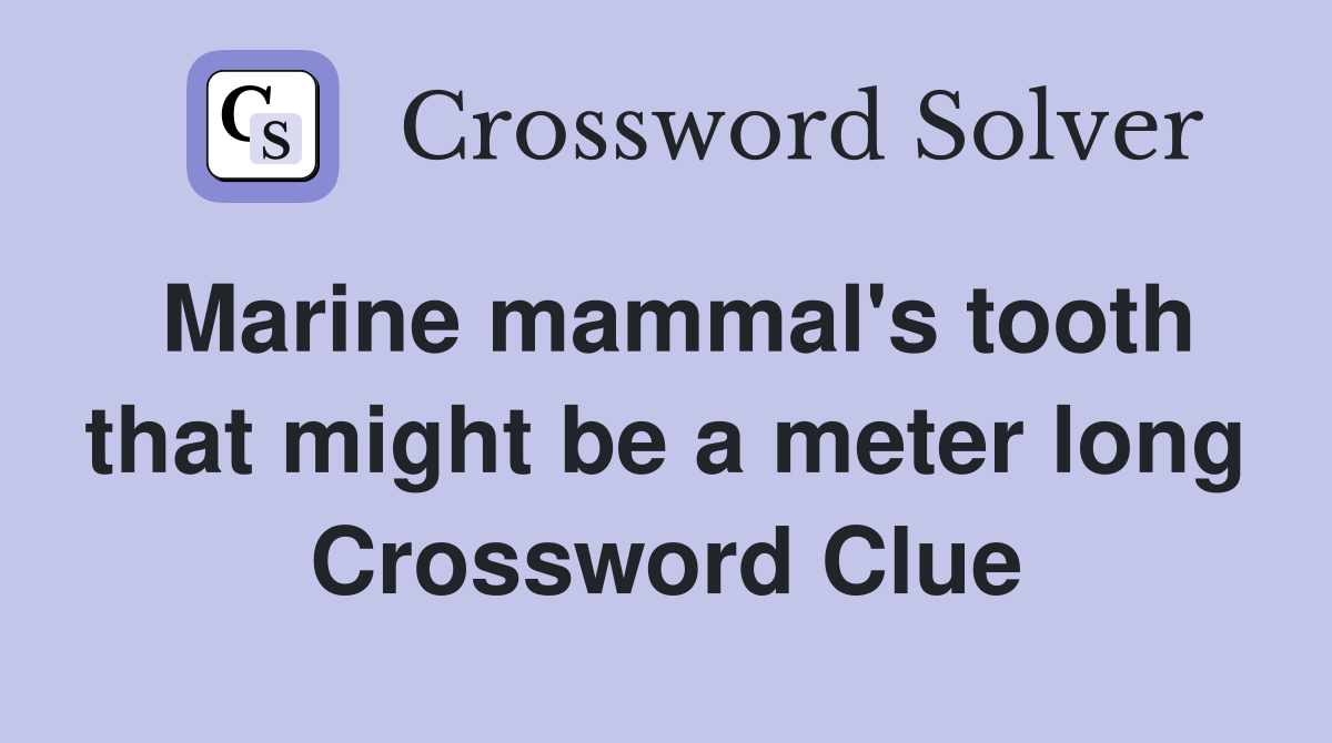 Marine mammal's tooth that might be a meter long Crossword Clue